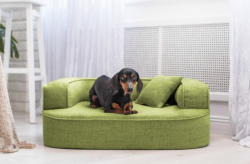 ortopedick pelech, sofa pro psa LOTTE velikost M zelen 1 - pohled 1 - www.shopdog.cz