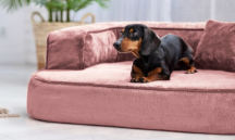 ortopedick sofa pro psa Sharleen rov velikost M - pohled 3 - www.shopdog.cz